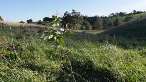 I planted a forest two years ago and now im back says an Australian and the results are epic