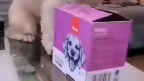 Cute Dog Video