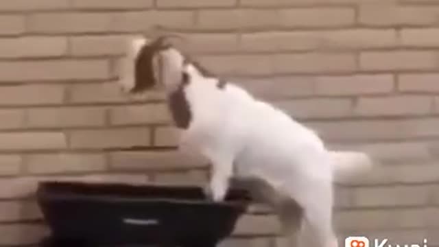 Funny got like a human.. Play in side ground