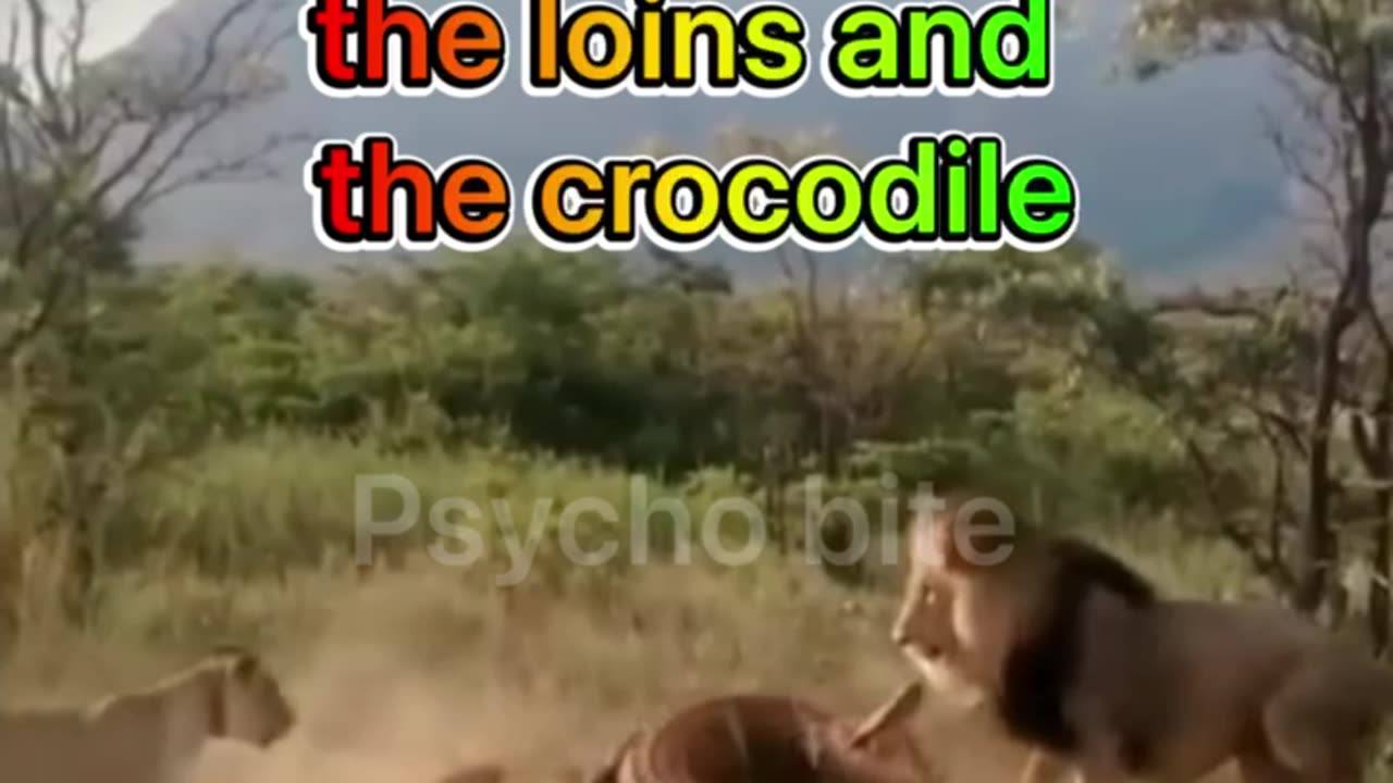 The fight between the loins and crocodile