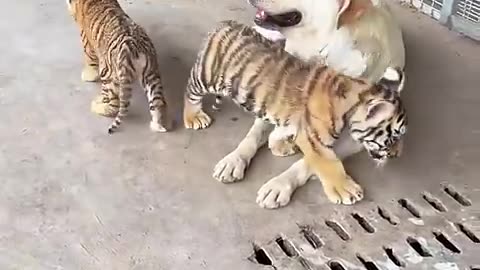 Little tigers with mom !!!🐯🐯🐯