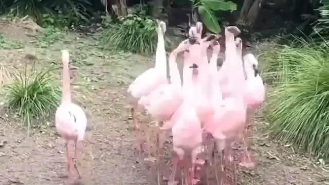 Flamingos Unique walk in group