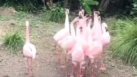 Flamingos Unique walk in group