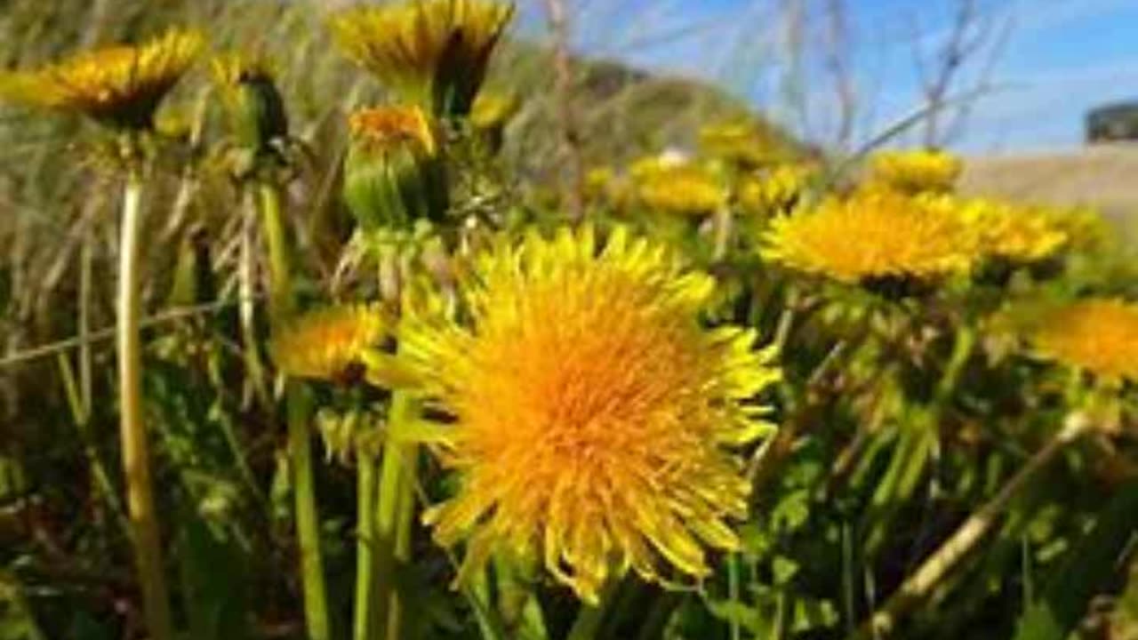 The Hedge Craft – Dandelion (Taraxacum officinale)