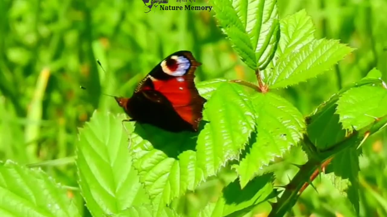 Natural Memory beautiful butterfly