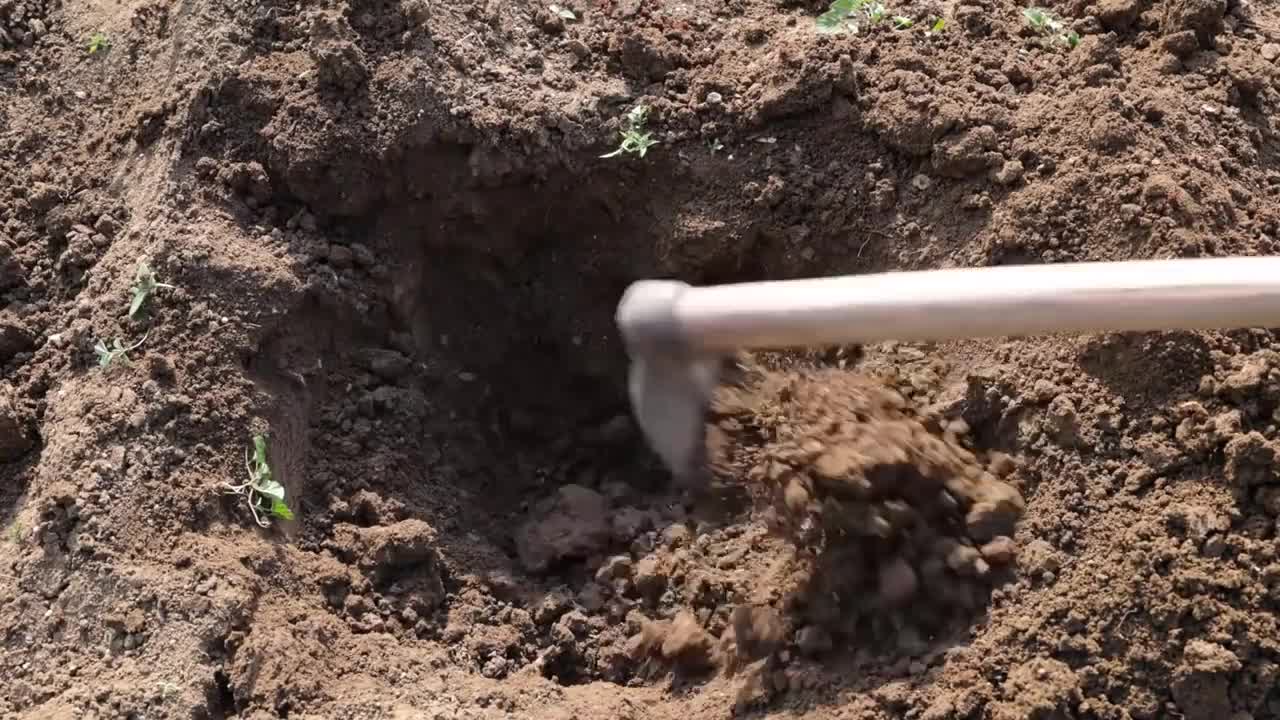 Cashew Cultivation and Cashew Nut Harvesting in My Village-4