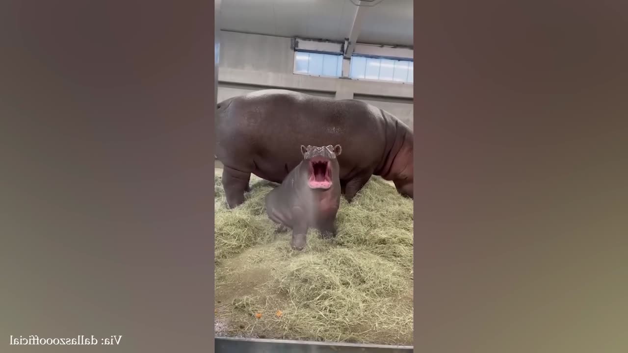 funny rhinoceros