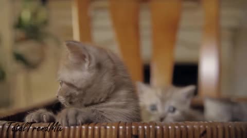 "Three Playful Kittens in a Wicker Box Attempting to Jump;