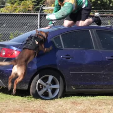 From Door Kicker to K9 Handler With Patty Mayo
