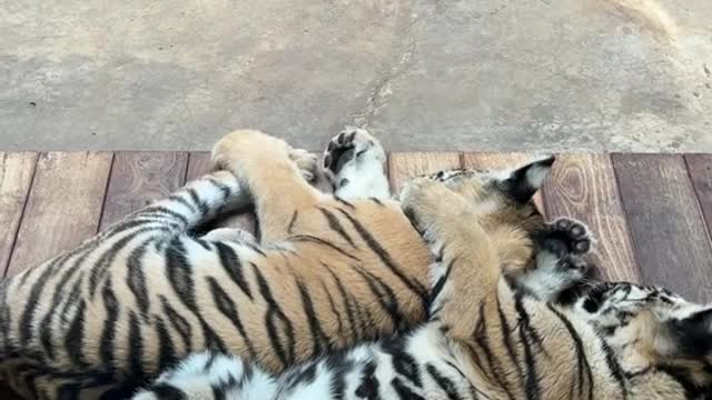 Little tiger cubs