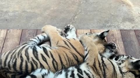 Little tiger cubs