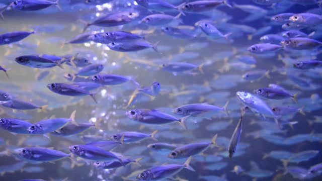 It's a nice fish watch and enjoy