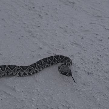 Eastern diamondback rattlesnake in North florida