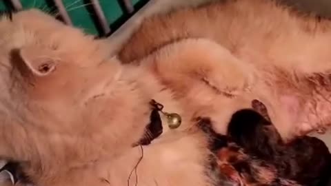 Cat Having Babies - New Bon Babies