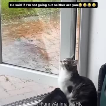 Funny cat and dogs 😂😂