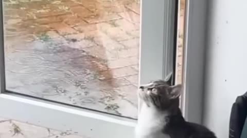 Funny cat and dogs 😂😂