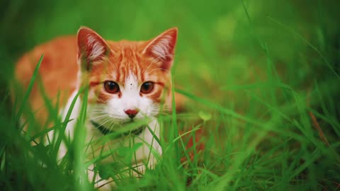 White Cat Lying Among | The Grasses Seen Up Close