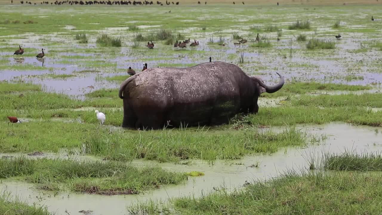 Amboseli Swamp