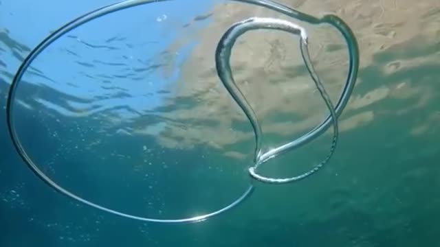 What happens when two bubble rings collide