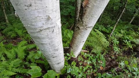 White Birch