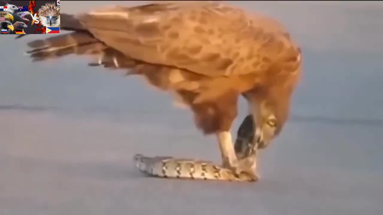 #Animals #wild #trending #viral #video