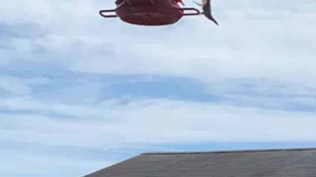 Hummingbird thirsty