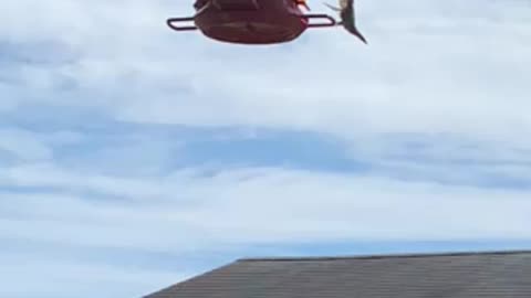 Hummingbird thirsty