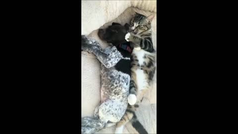 Precious kitten lovingly gives kisses to puppy best friend #Shorts