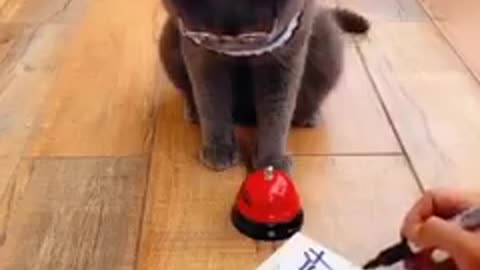 My cat intelligent 🤓