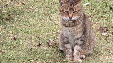 城ヶ島公園で暮らしてる可愛いキジ猫さんと白黒ねこさん(=^・^=)