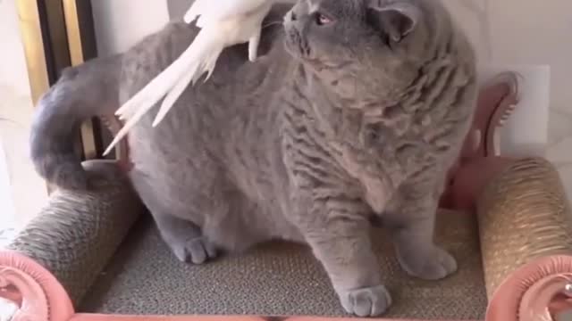 Beautiful Bird Parrot & Cat |Amazing love♡