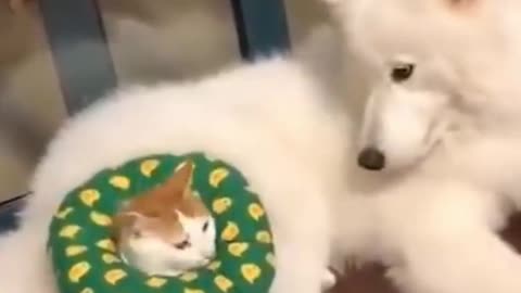 funny cat and dog video