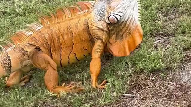 Massive Green Iguana Thought He Could Escape!