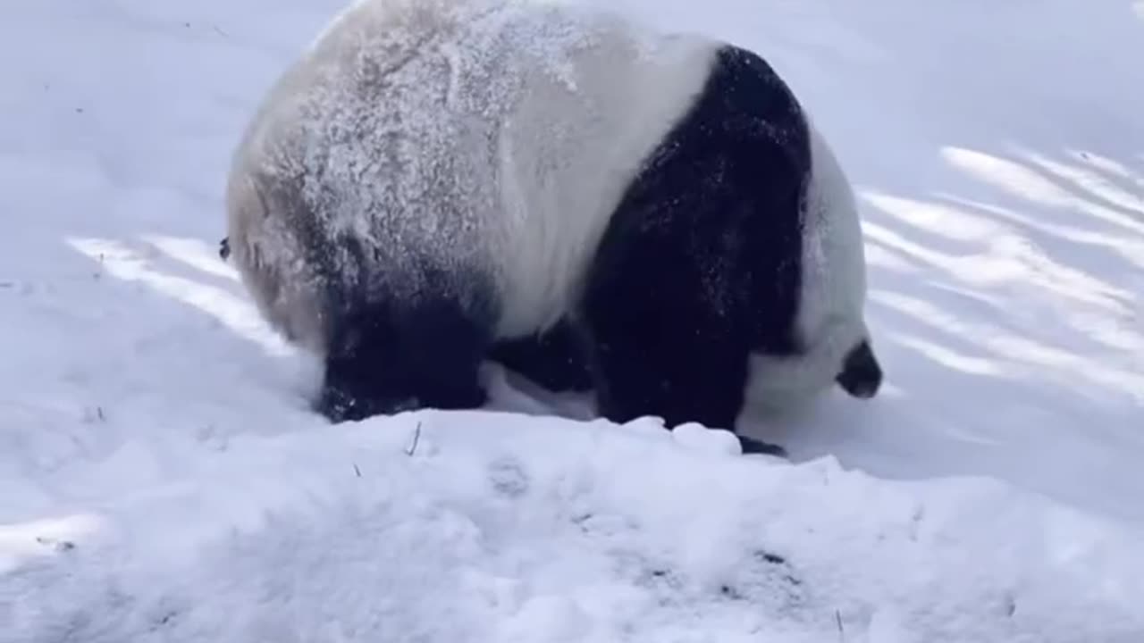 funny panda