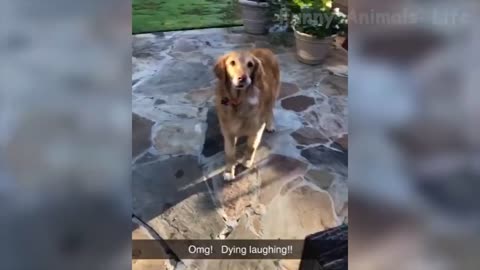 🤣-funniest-🐶-dogs-and-😻-cats-awesome-funny-pet-animals-videos