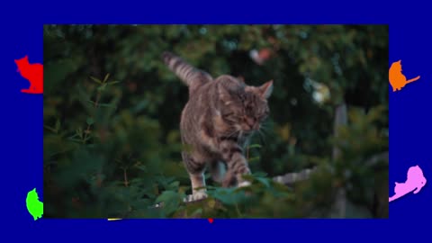 ONE MINUTE OF CATS 055