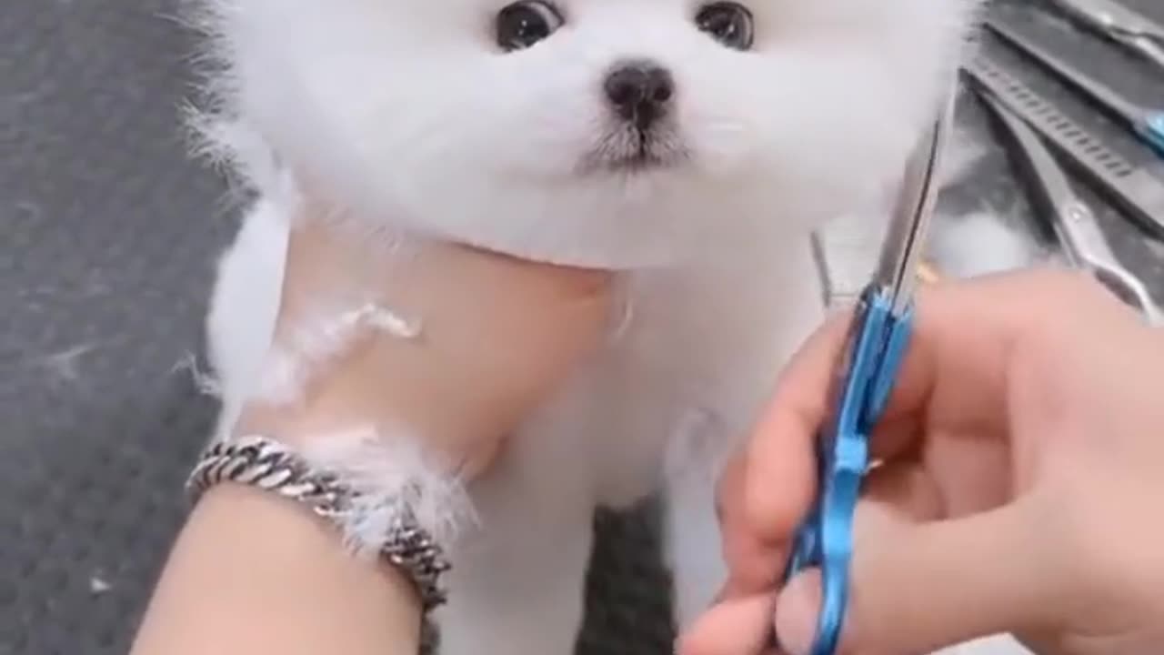 this puppy looks like he loves baths 🛁 😍