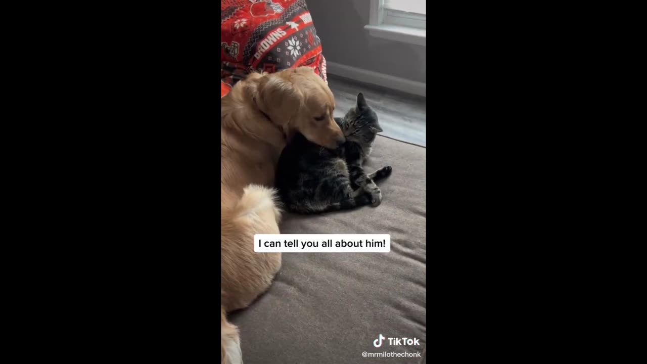 Funniest Animals 2023 || Best Funny Animal of the year Videos (2023)