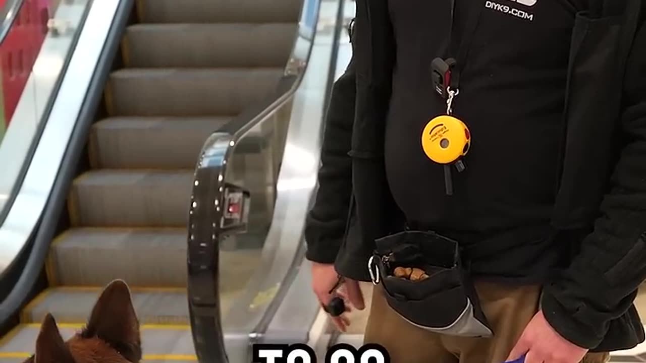 How to Prepare Your Dog for Escalators