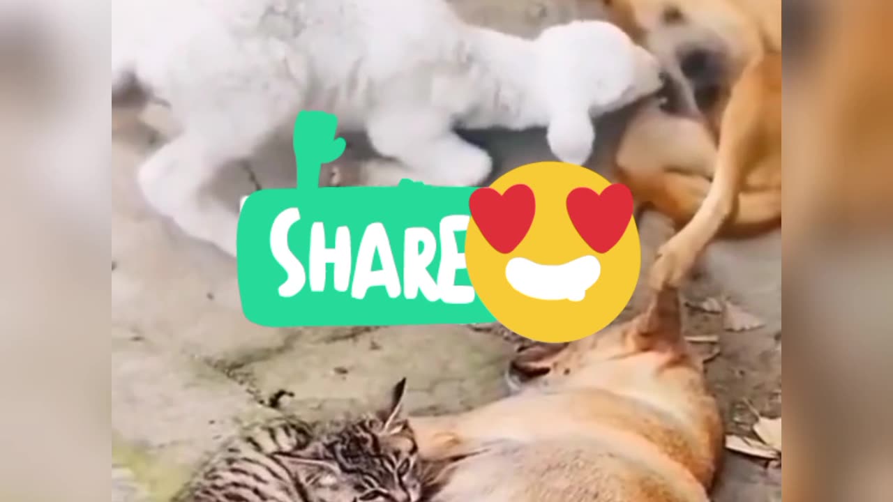 Funny goat and bitch