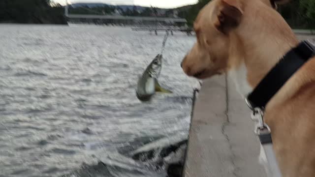 Dog vs Mackerel