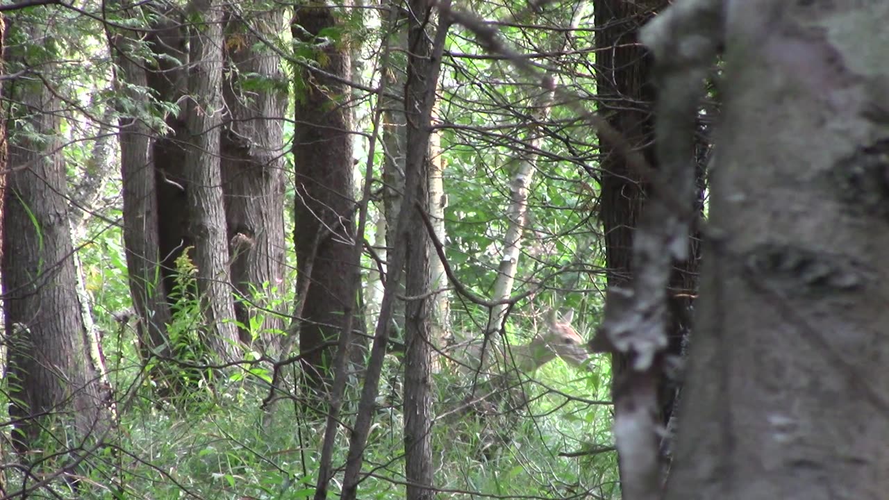 Bucks at last light. Wisconsin Bow Hunting 2023 episode 1