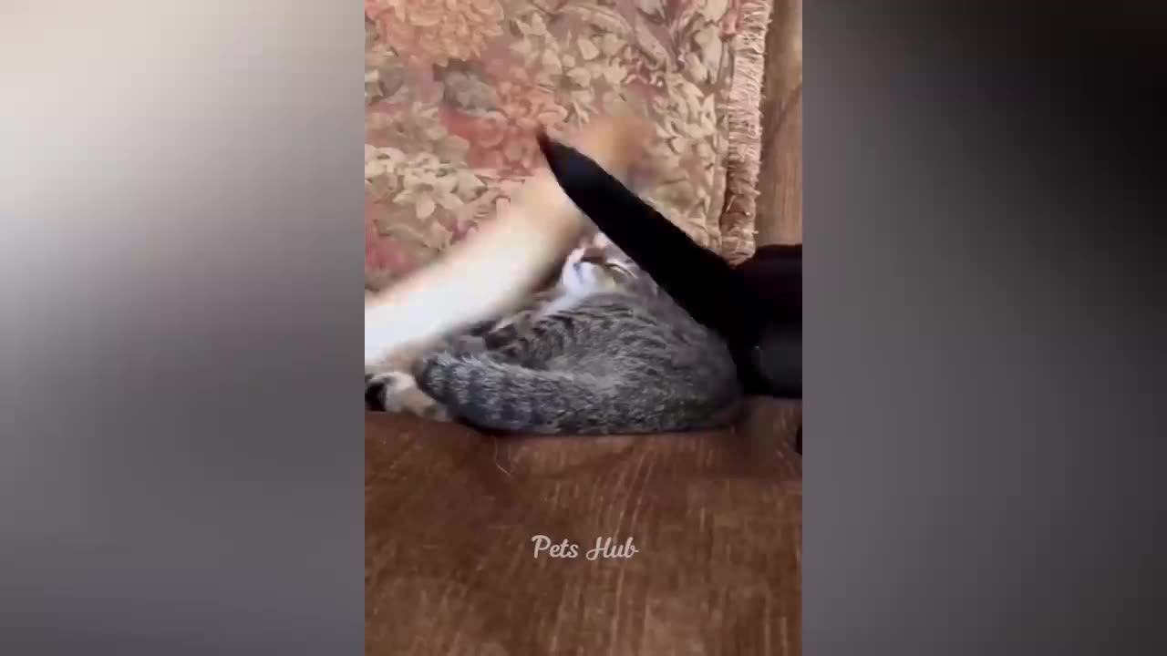 funny animals