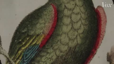 Why parrots can talk like humansp5