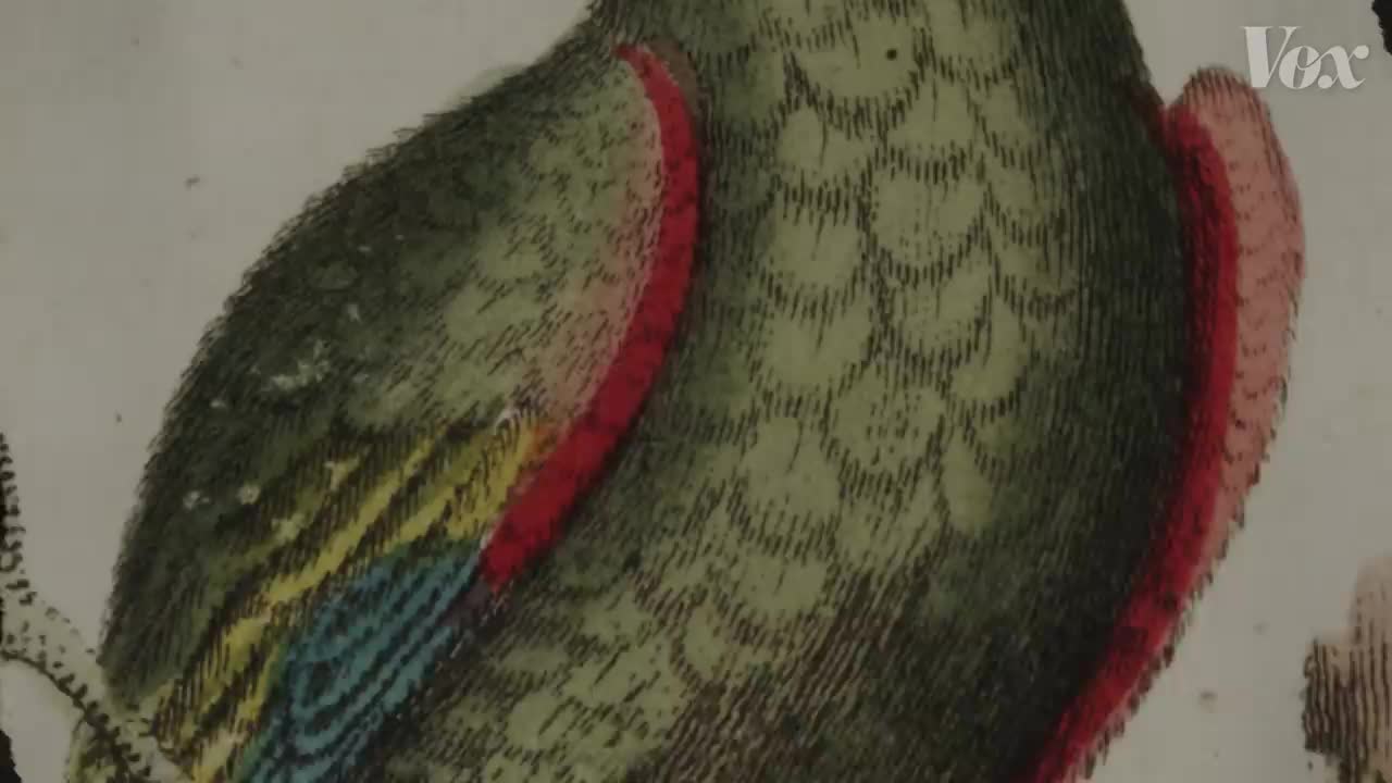 Why parrots can talk like humansp5