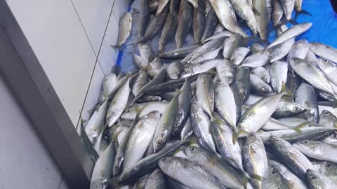 Jeddah fish market