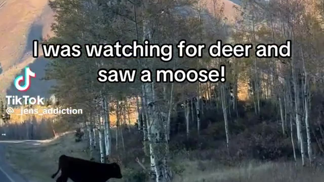 Saw a moose