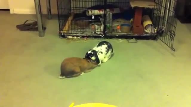 Rabbits fighting