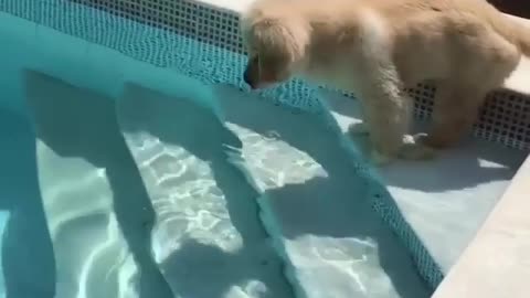 Brave dog