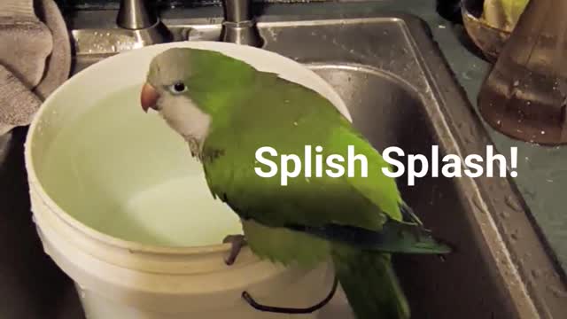Splish Splash Floki Taking A Bath